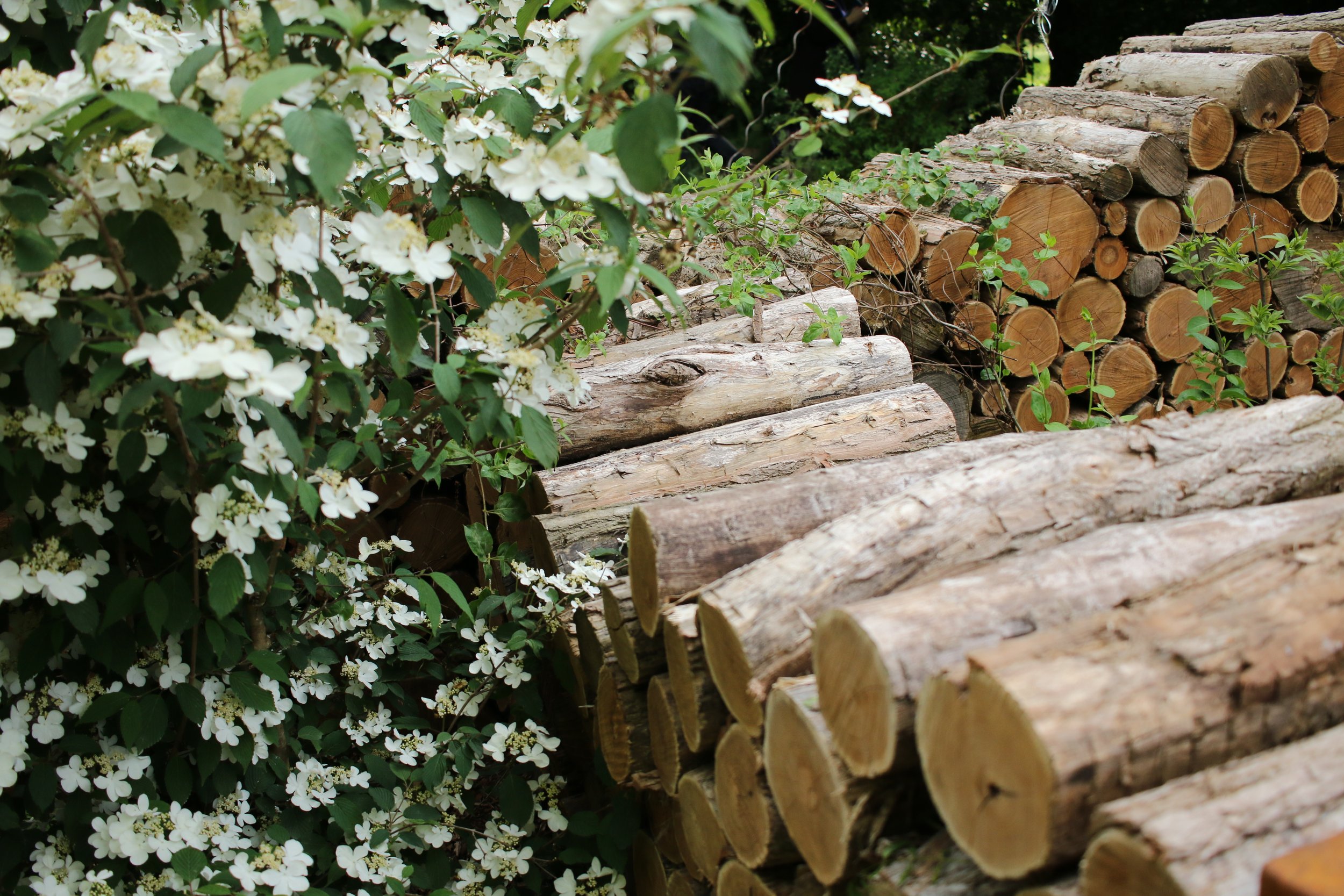 Stacked logs of wood outdoors next to a bush with white flowers.