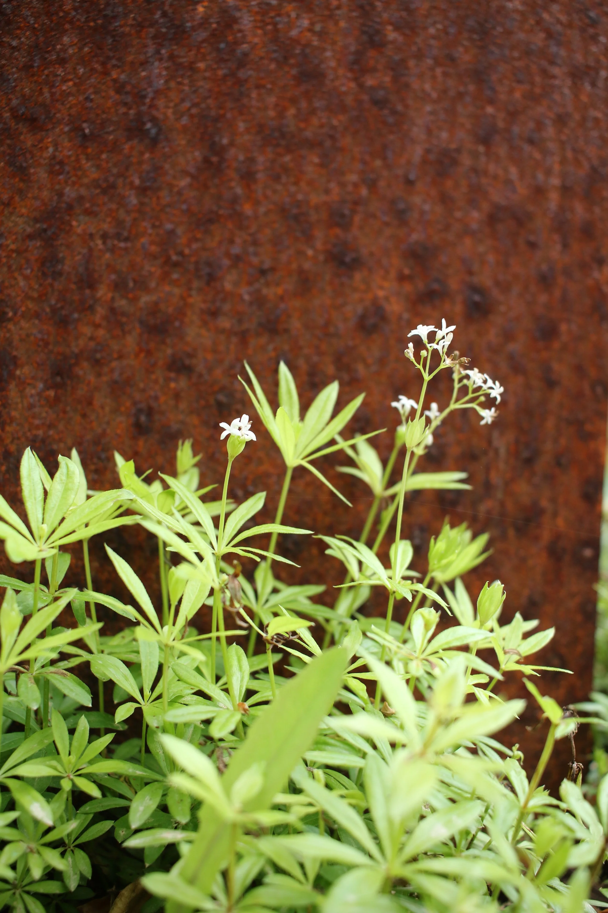 Green leafy plant with small white flowers in front of a rusted metal surface.