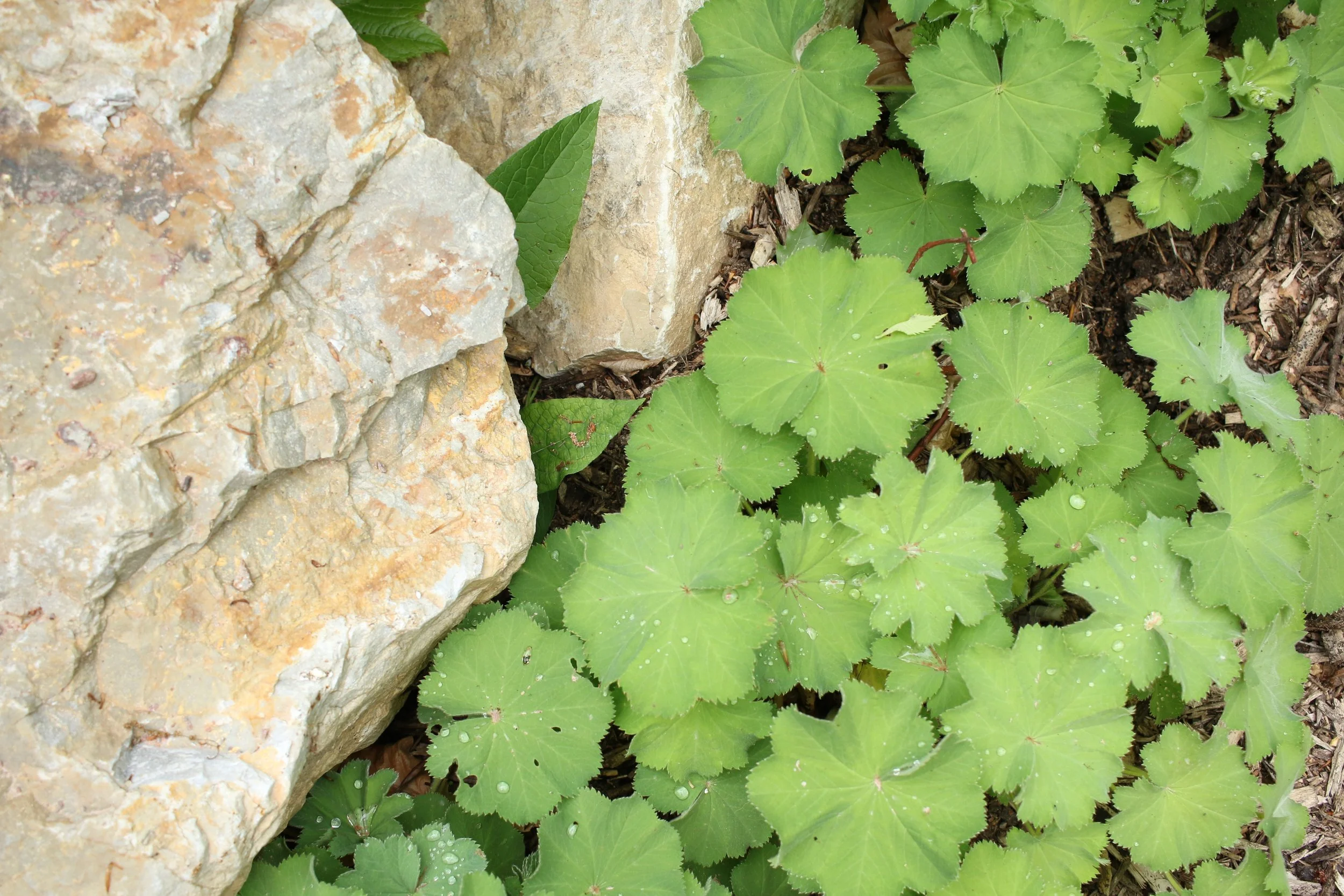 Green round leaves with serrated edges and water droplets, growing beside a rock.