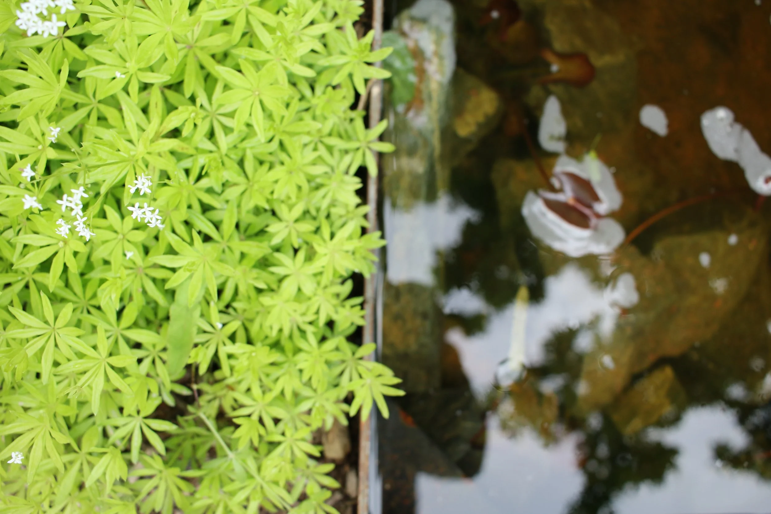 Green leafy plants next to a water feature with submerged rocks and reflections of plants.