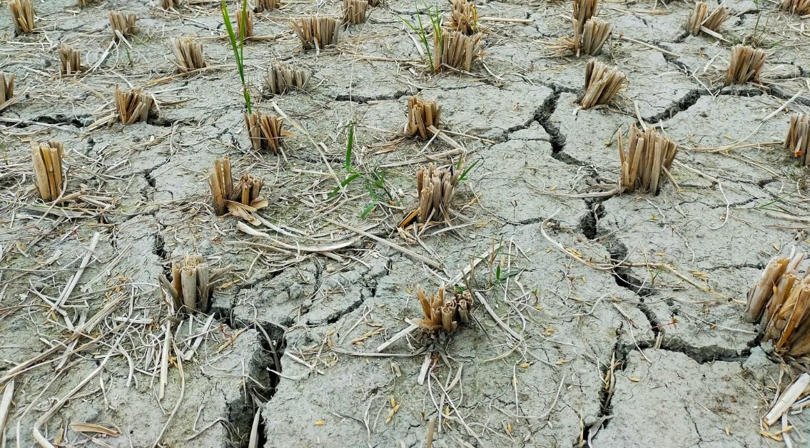 Heatwaves, Drought and the Future of Farming in North Kent