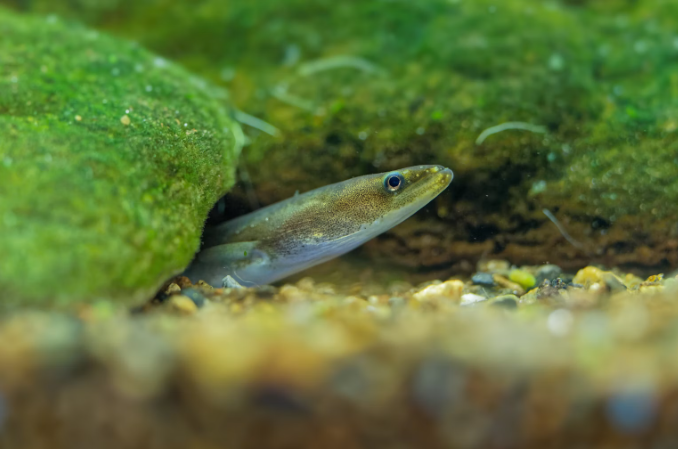 Searching for the Secretive Eel of the North Kent Marshes