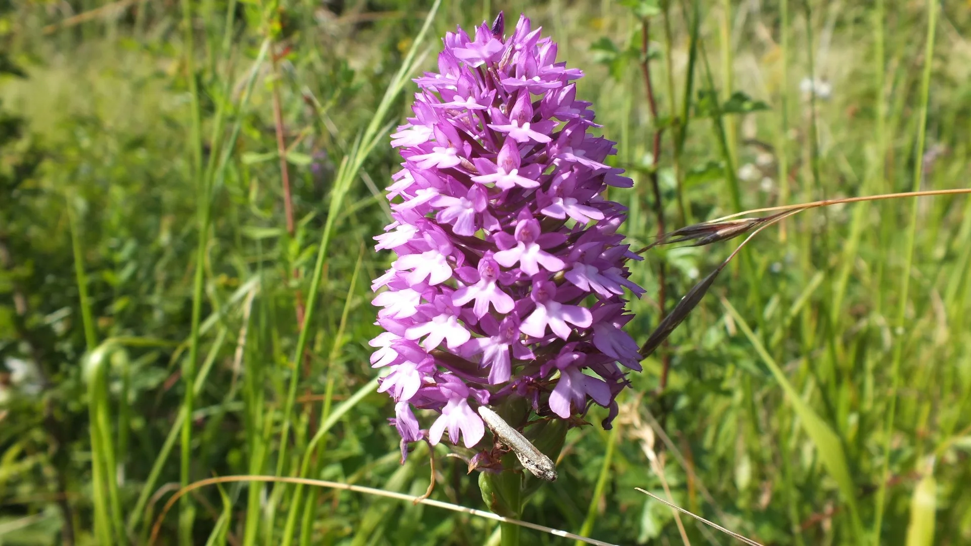 DSCF3135.JPG