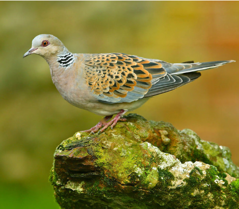 turtle dove.png