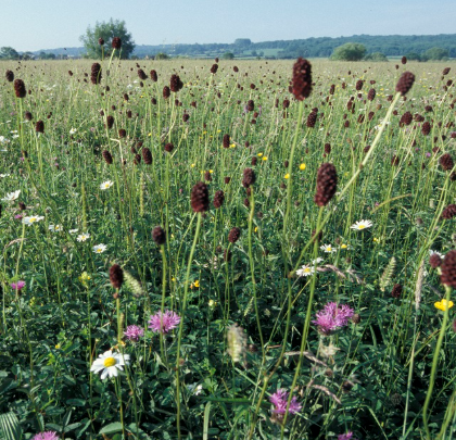flood plain meadow.png