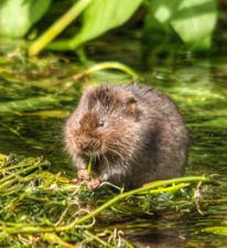 RIVER MEDWAY &amp; WETLANDS RECOVERY