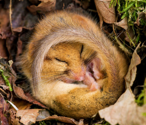 dormouse.png