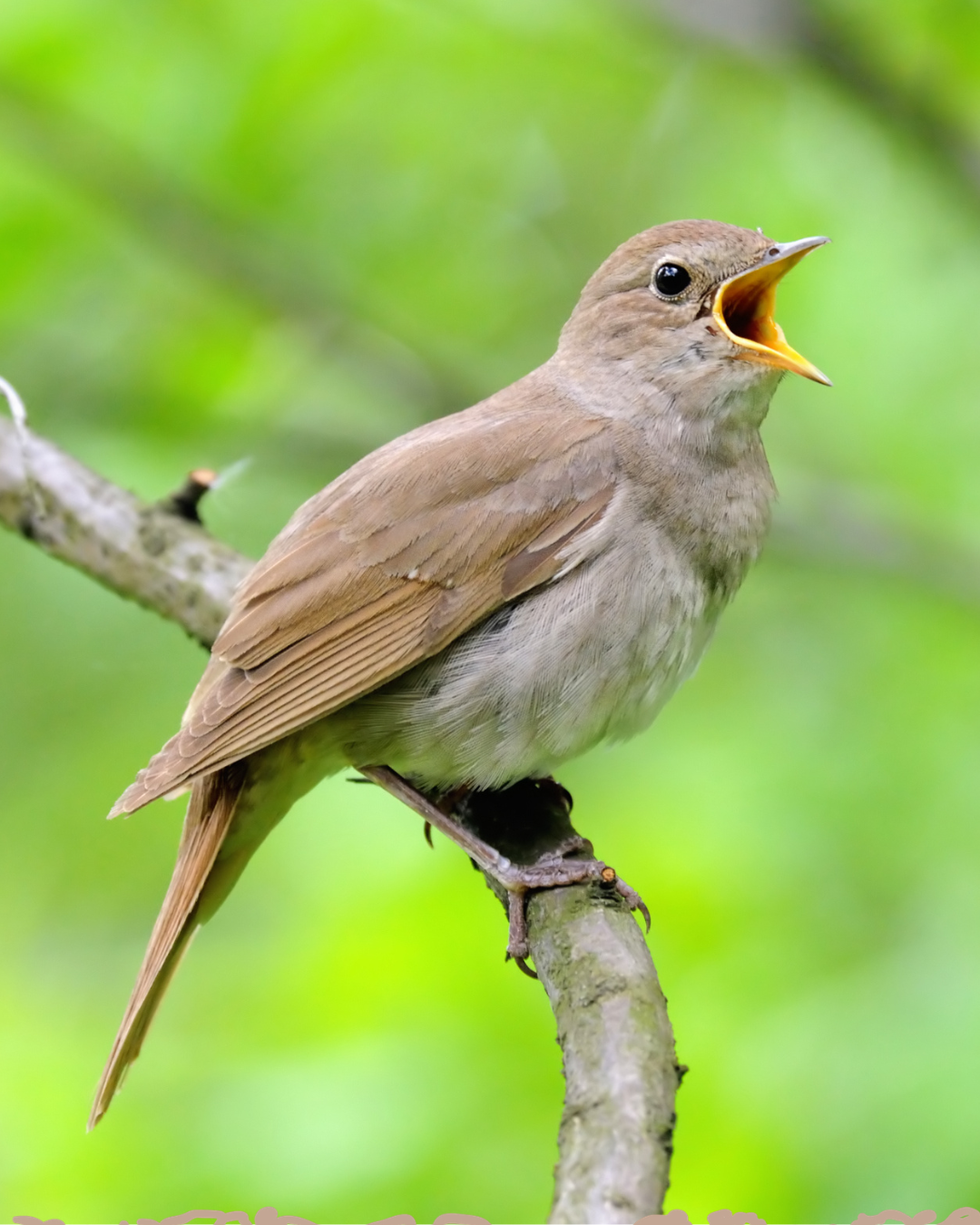 nightingale.png