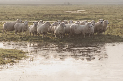 NORTH KENT COASTAL RESILIENCE PROJECT