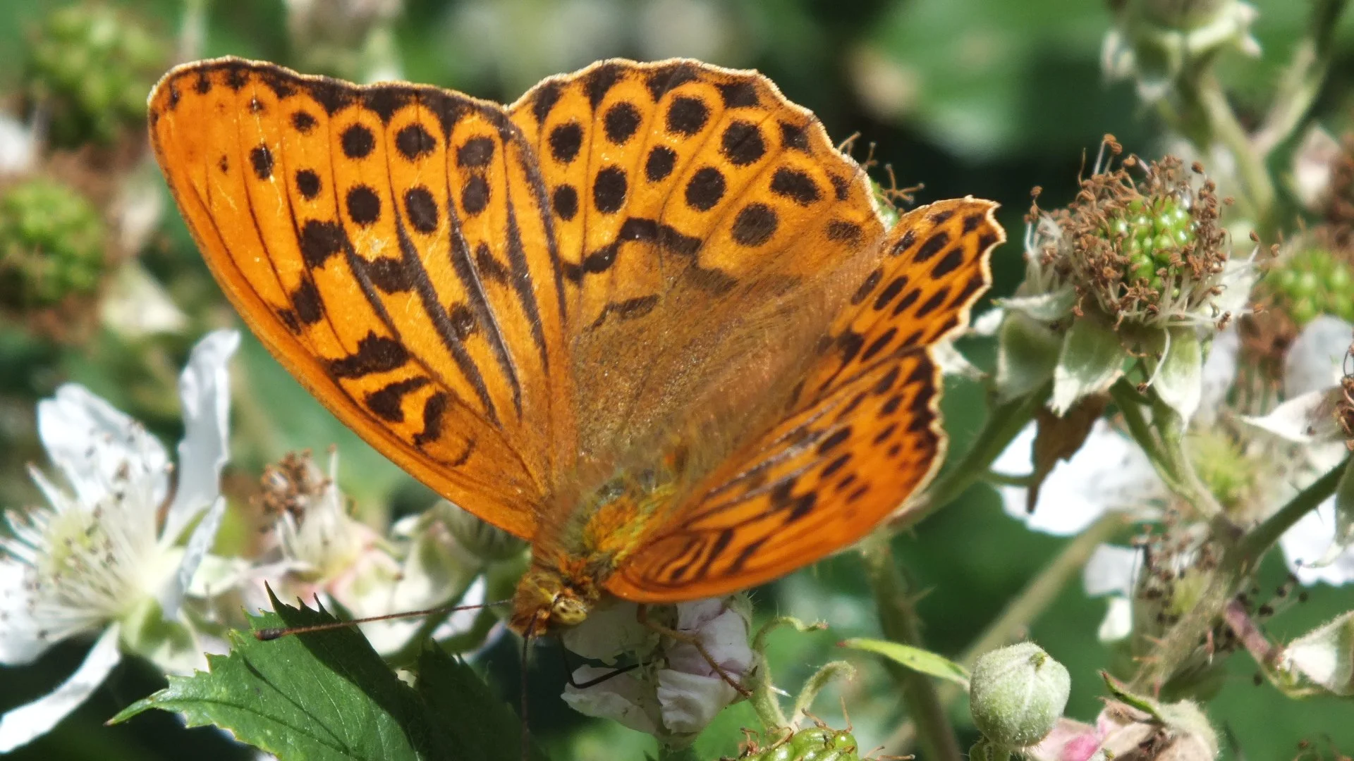 DSCF3128.JPG