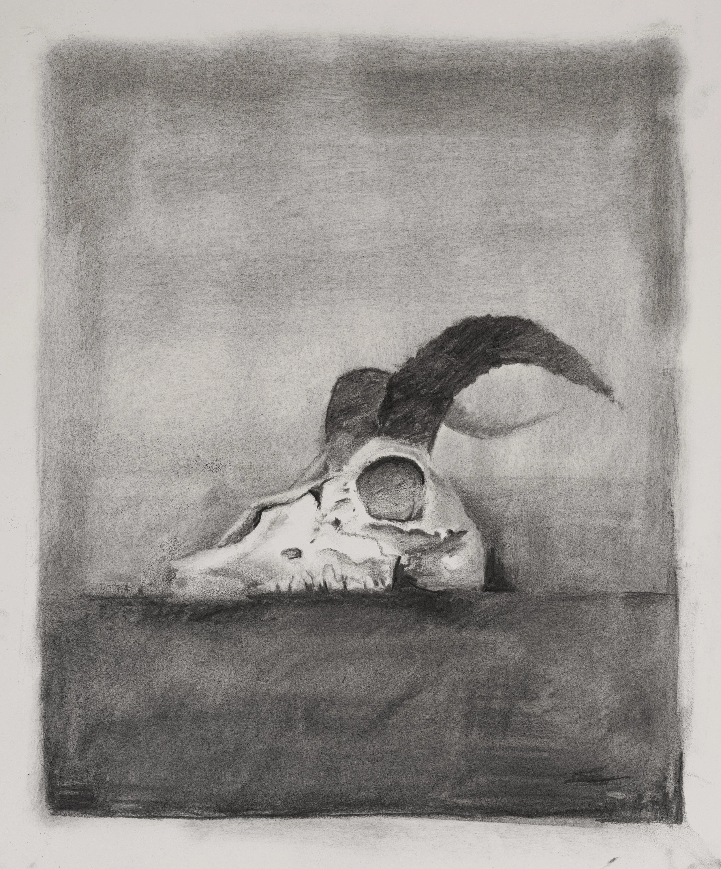 Skull  |  Charcoal on Cold Pressed Paper  |  20 x 30 inches