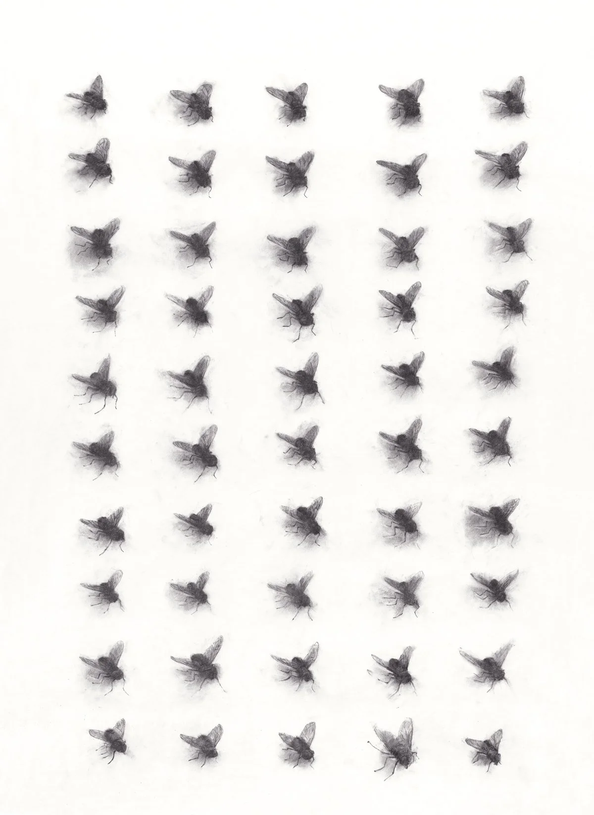 50 Flies  |  Charcoal & Pastel on Cold Pressed Paper  |  42 x 58 inches