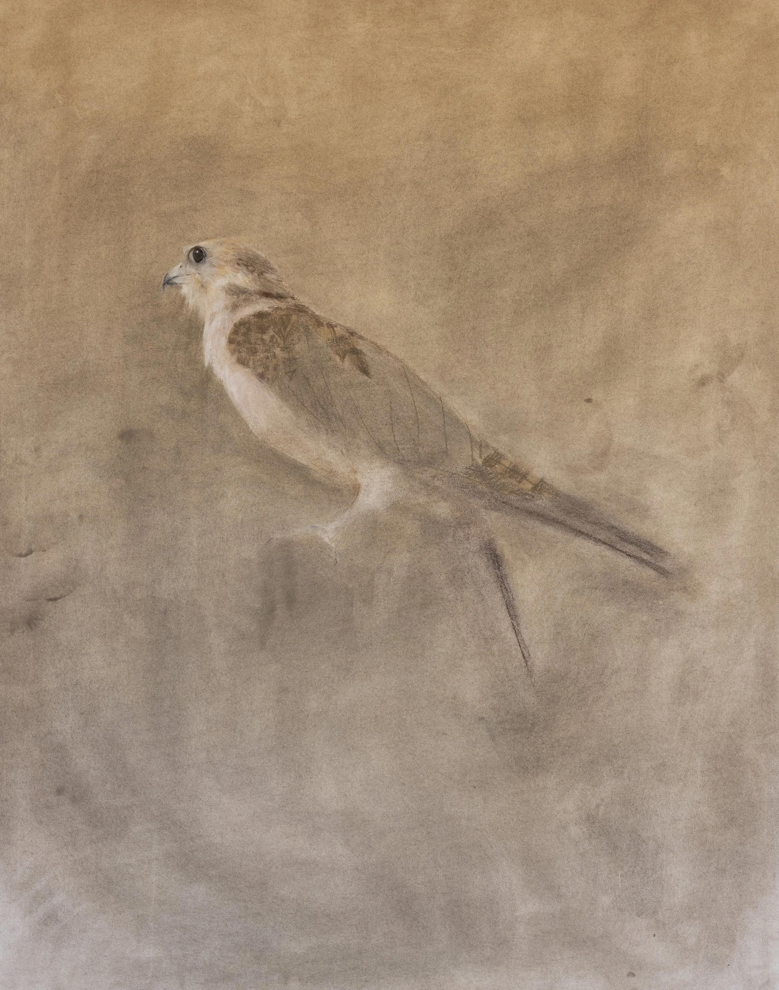 Falcon  |  Charcoal & Pastel on Cold Pressed Paper  |  24 x 30 inches