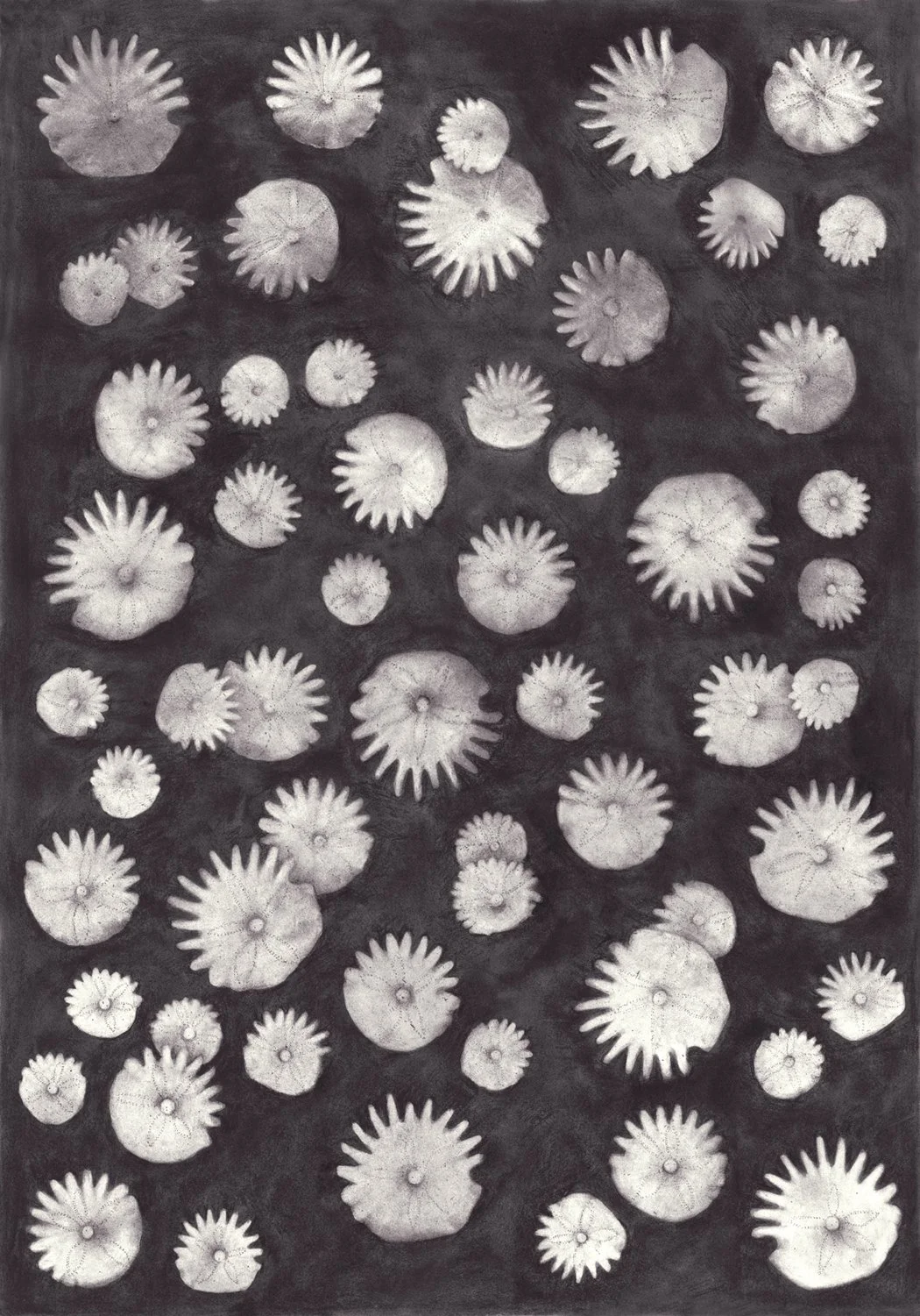 Sand Dollar  |  Charcoal on Cold Pressed Paper  |  42 x 58 inches