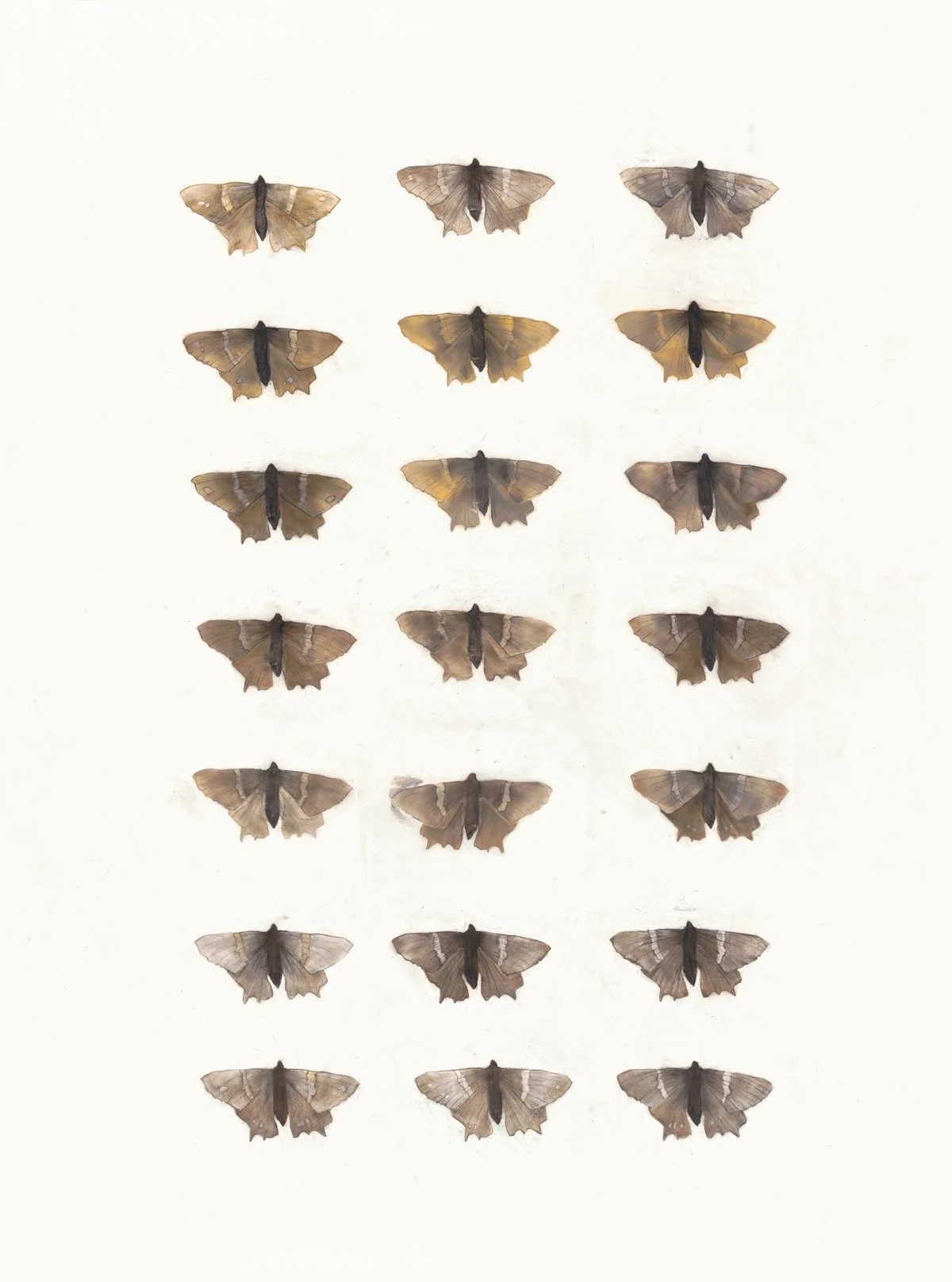 Fossil Butterflies  |  Charcoal & Pastel on Cold Pressed Paper  |  42 x 58 inches