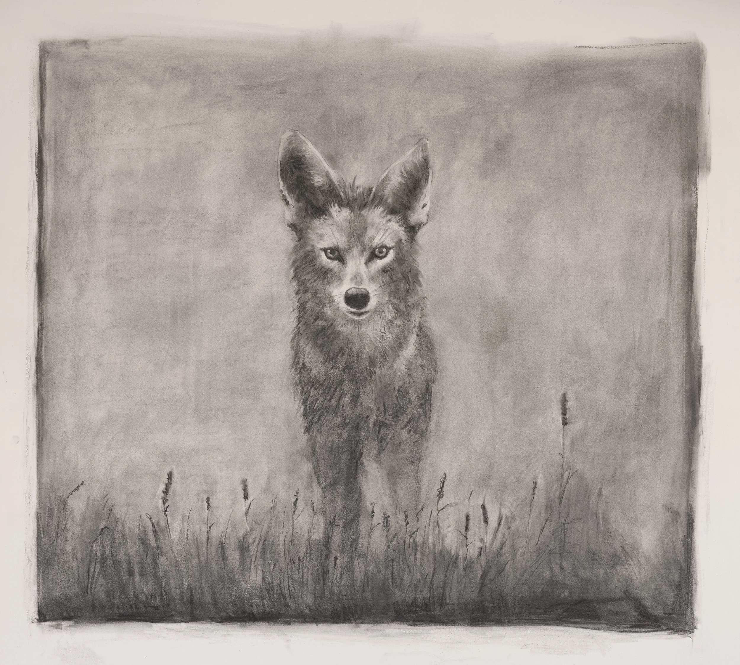 
Lavender Wolf  |  Charcoal on Cold Pressed Paper  |  44 x 44 inches