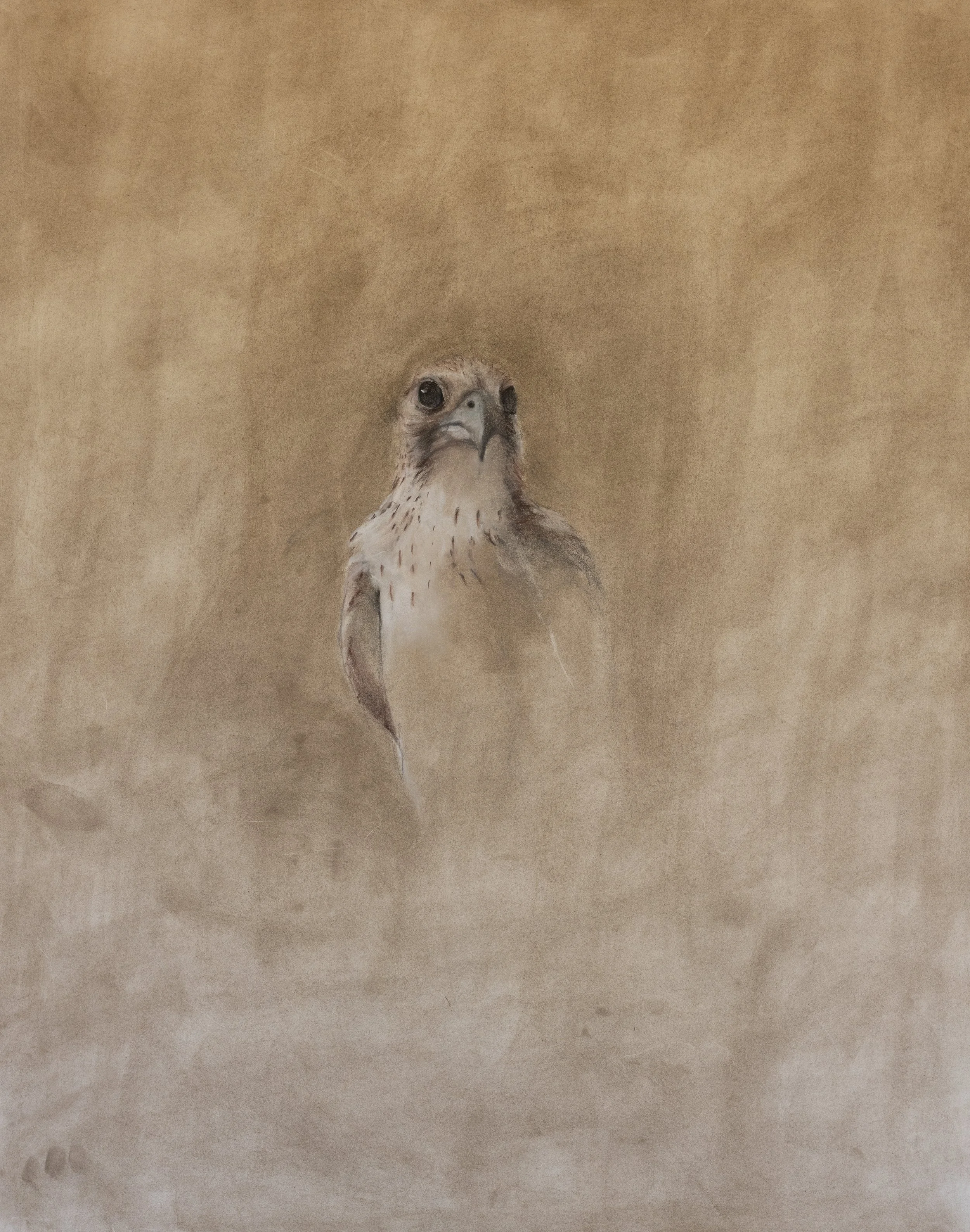 Bird of Prey  |  Charcoal & Pastel on Cold Pressed Paper  |  24 x 30 inches