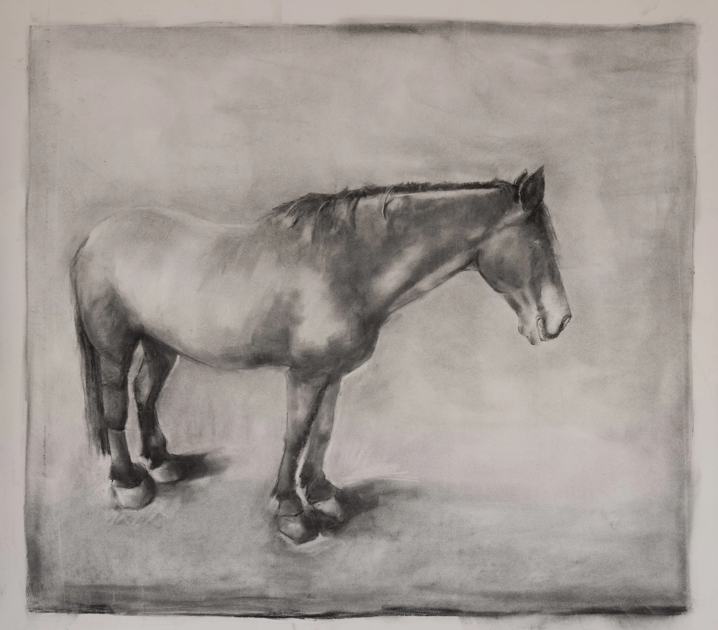 My Horse  |  Charcoal on Cold Pressed Paper  |  40 x 60 inches