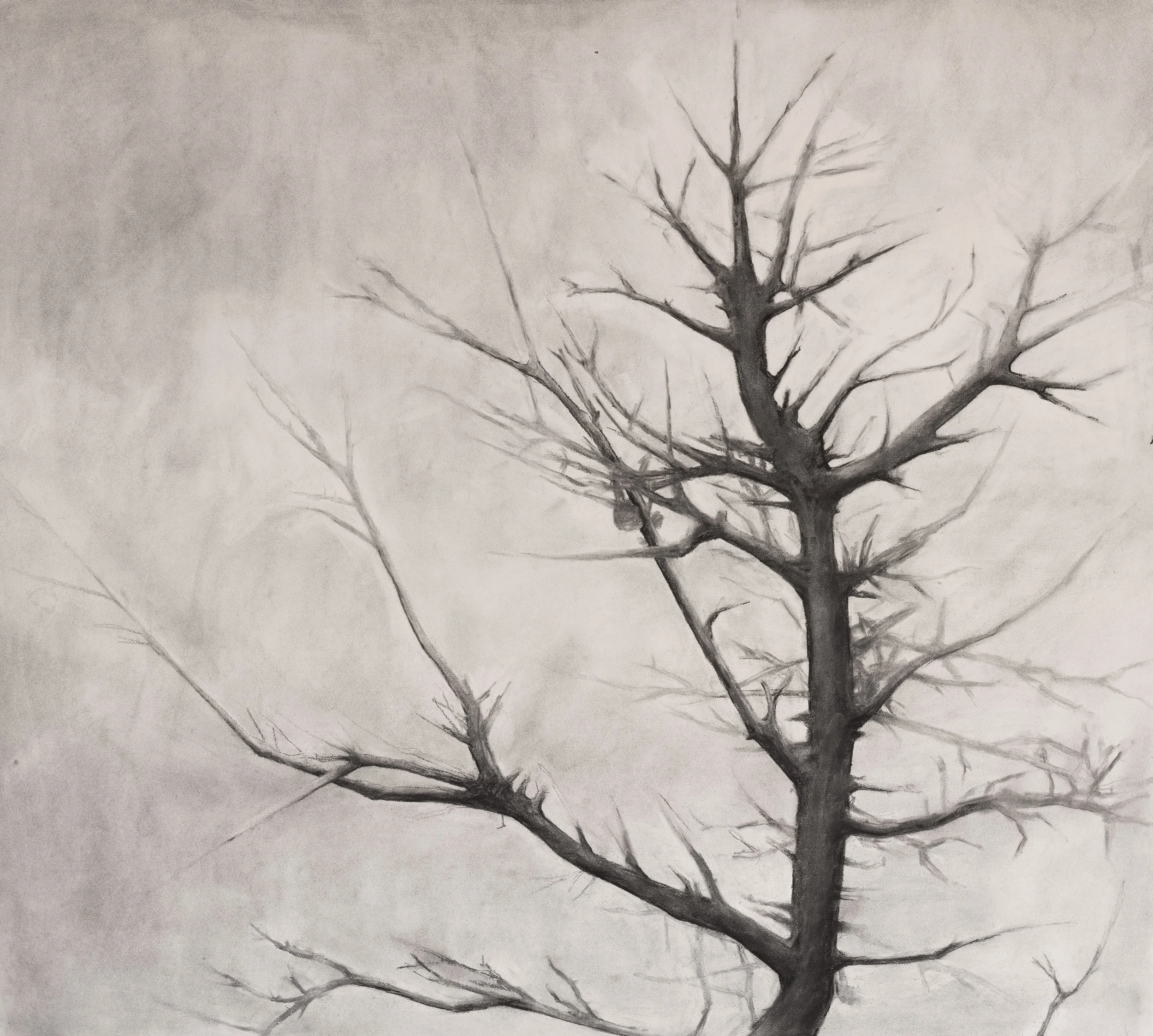 Oak Tree  |  Charcoal on Cold Pressed Paper  |  40 x 50 inches