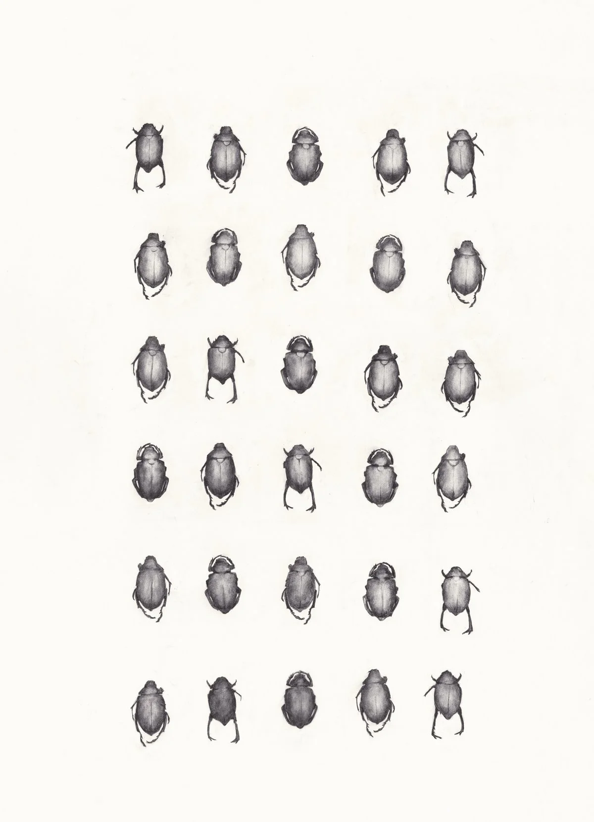 Scarab Beetles  |  Charcoal on Cold Pressed Paper  |  42 x 58 inches