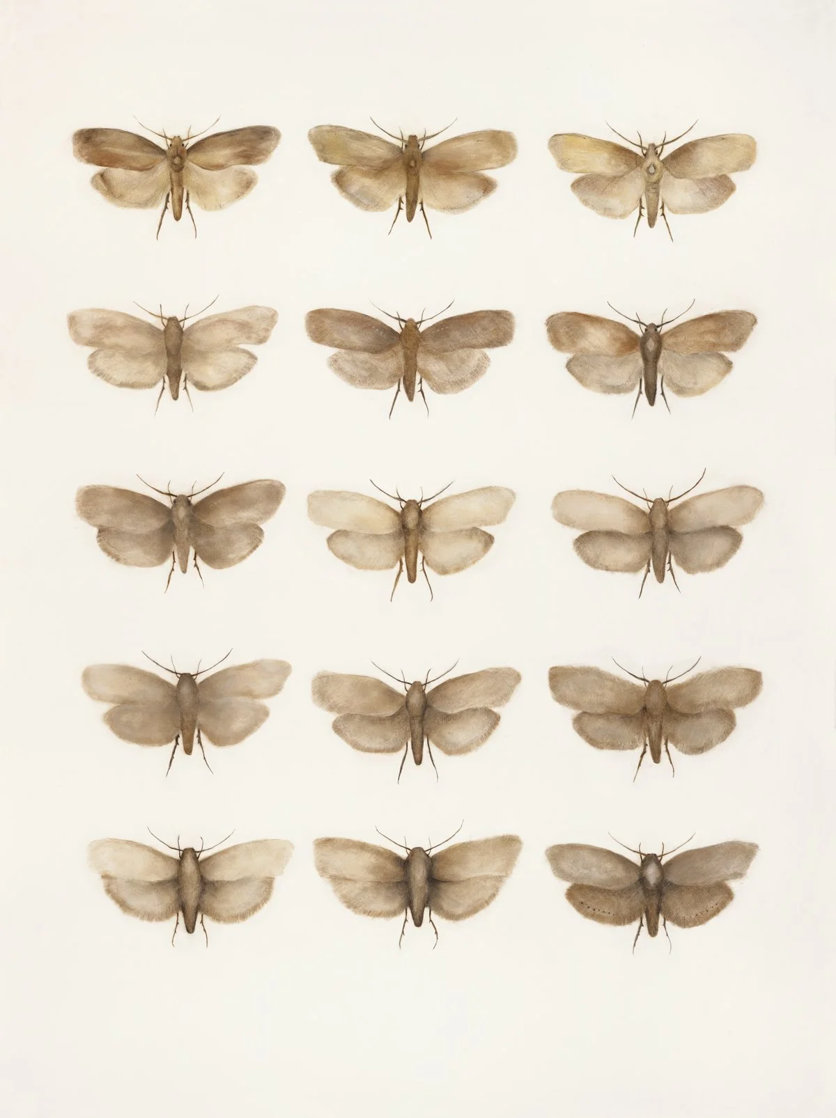 Moths  |  Charcoal & Pastel on Cold Pressed Paper  |  42 x 58 inches