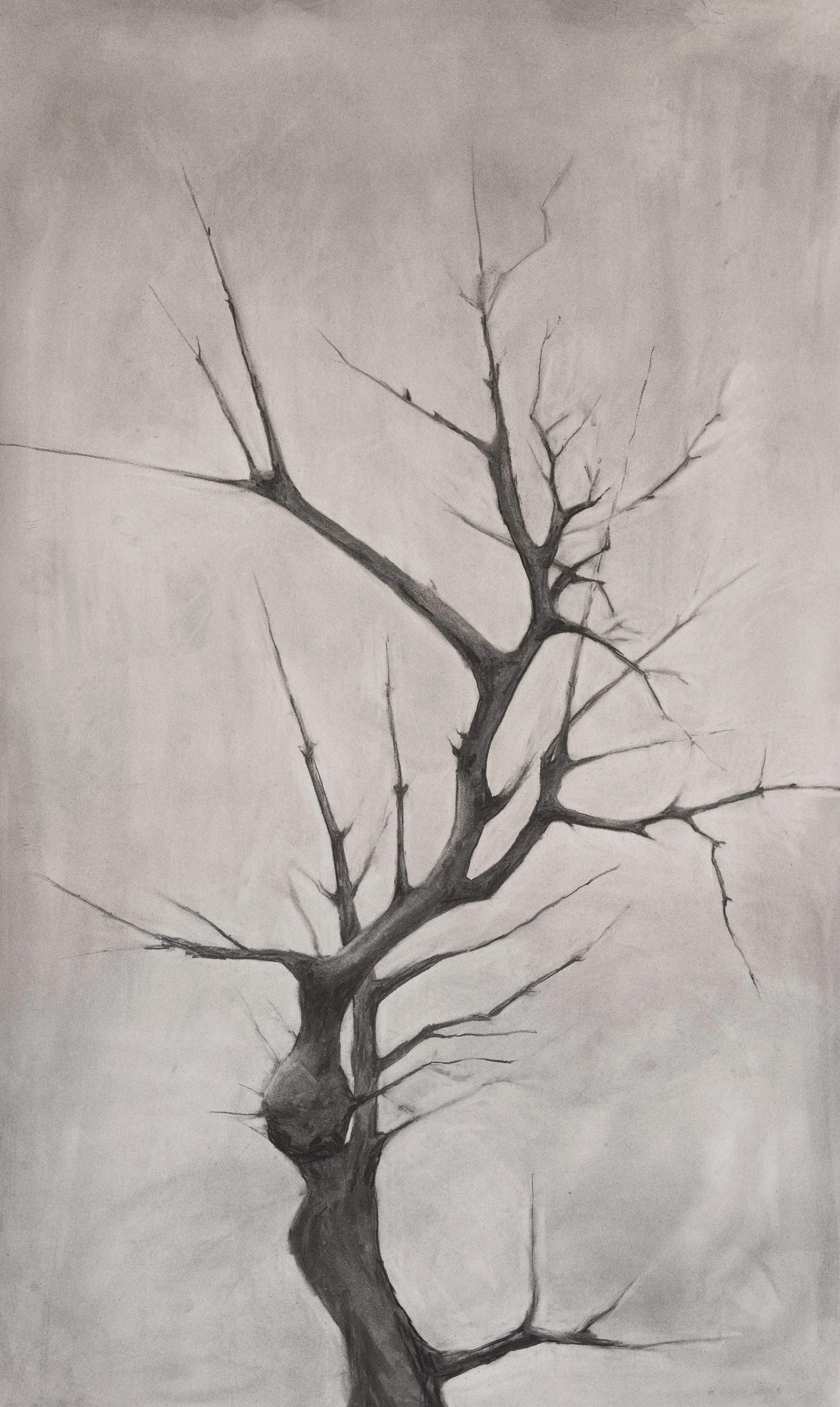 Desert Tree  |  Charcoal on Cold Pressed Paper  |  40 x 50 inches
