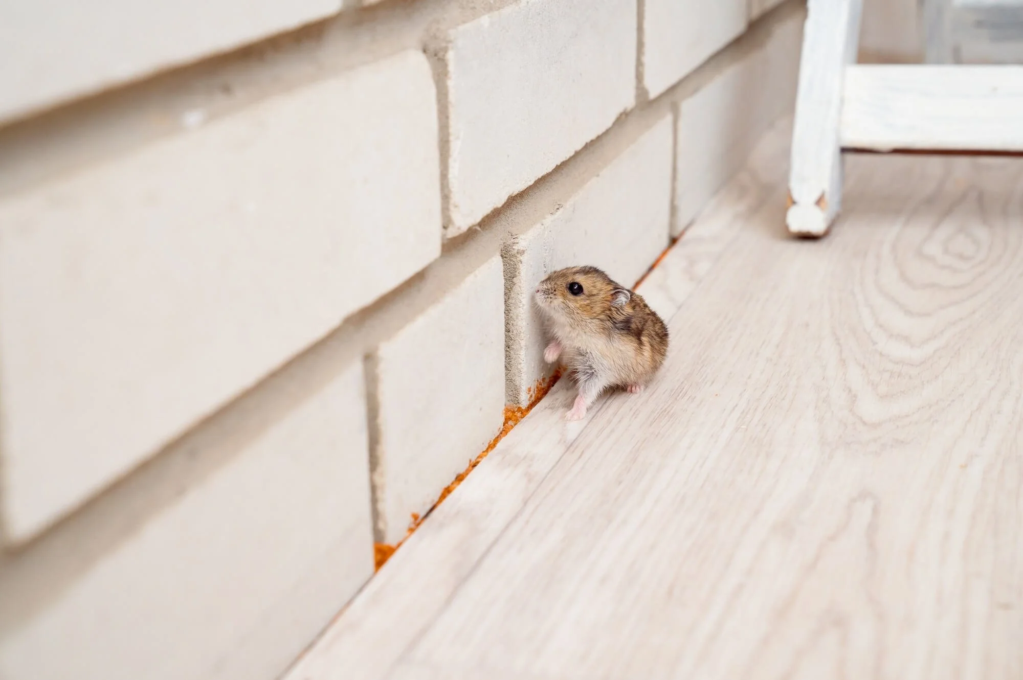 A small mouse with brown and gray fur is standing on a wooden floor near a white brick wall, looking towards the camera.