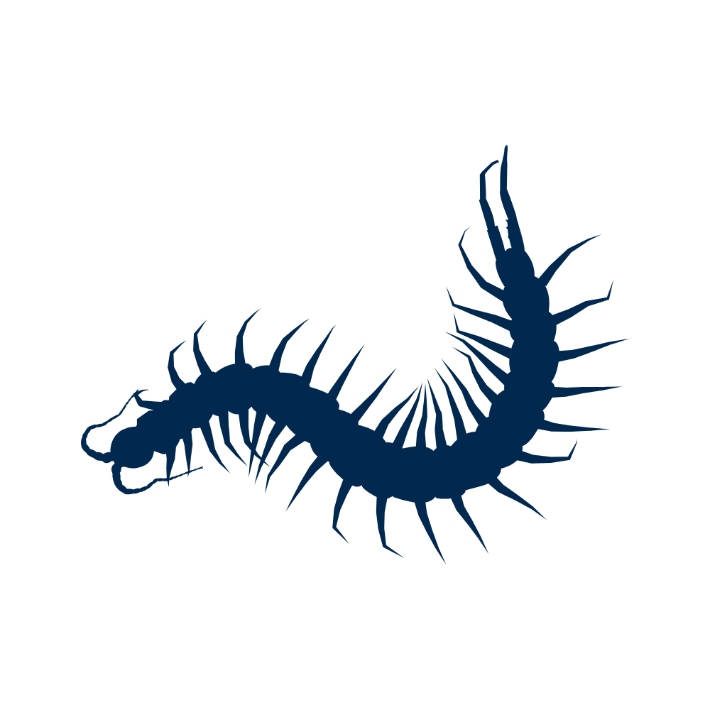 Silhouette of a centipede.