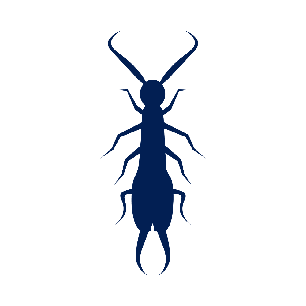 Silhouette of an earwig.