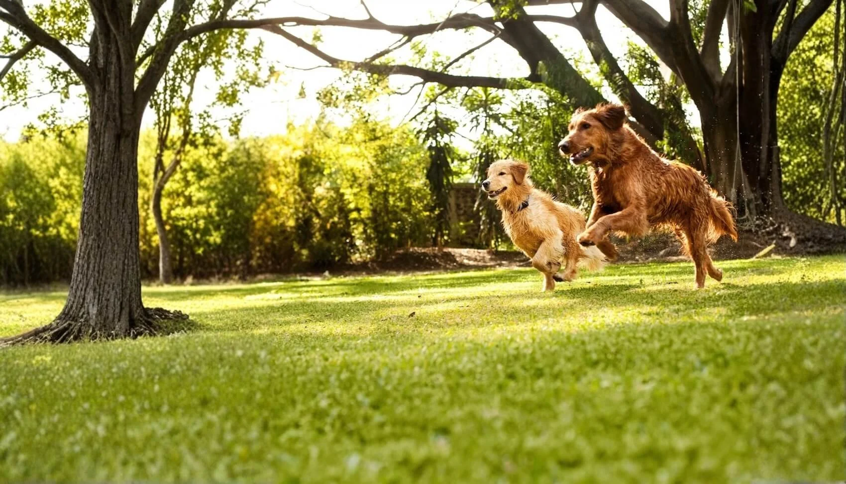 Two dogs happily running and playing together in a grassy backyard in Grafton, MA with large trees and green foliage in the background.