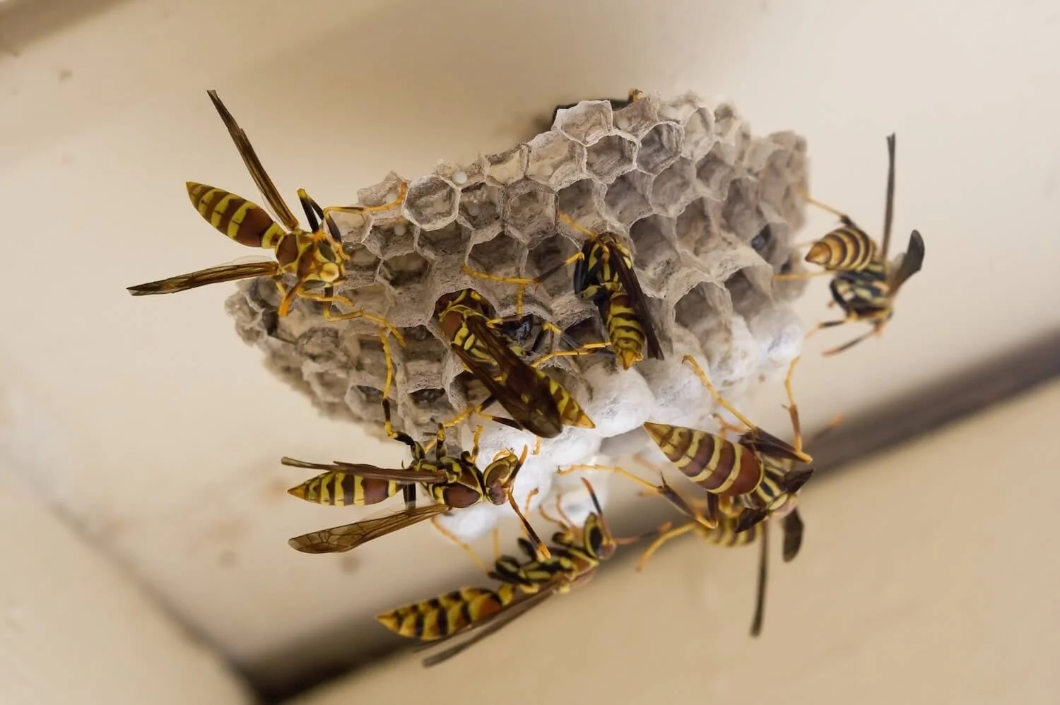 Wasps on a honeycomb.