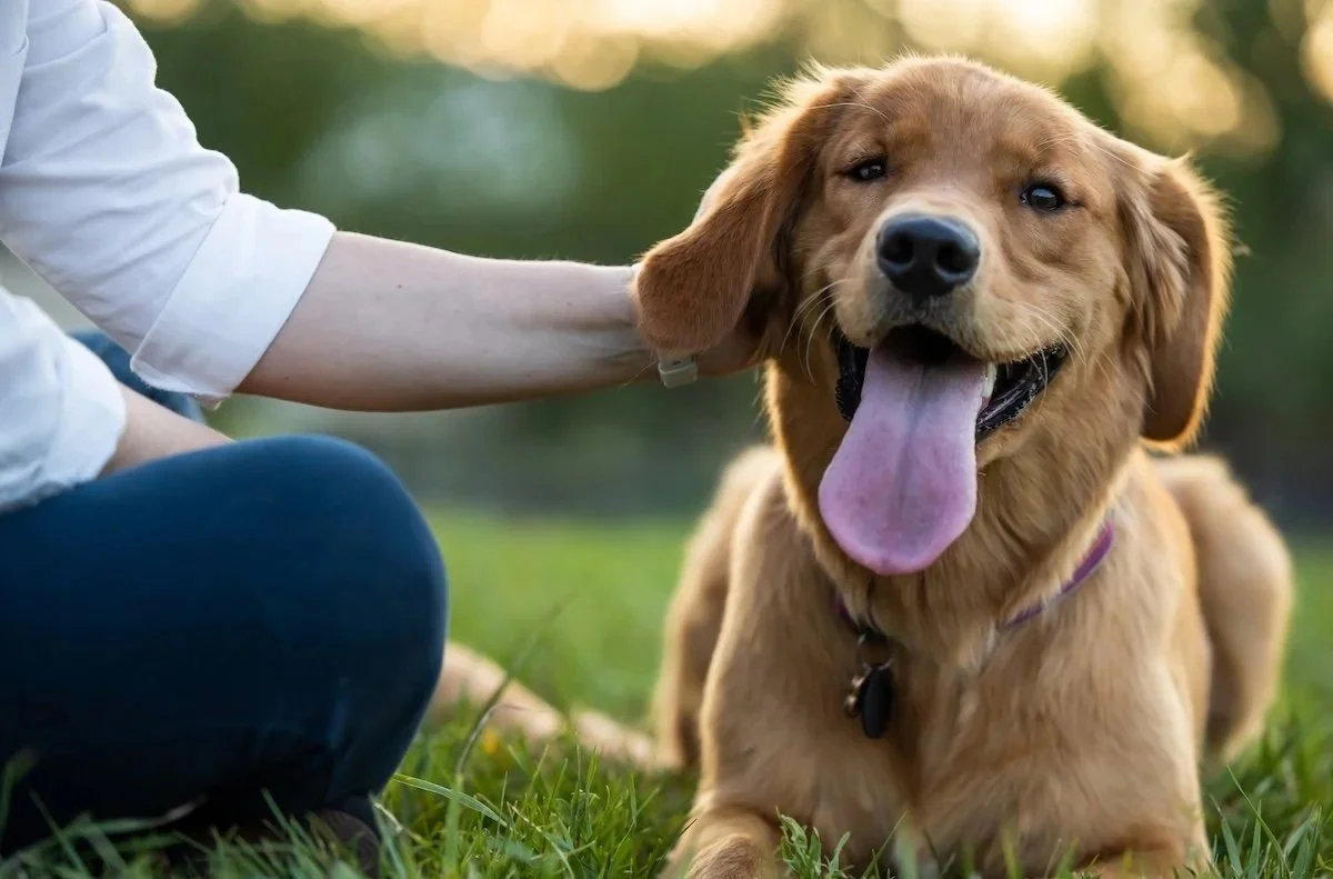 A happy golden retriever lying on grass with its tongue out in a backyard in Shrewsbury, MA.