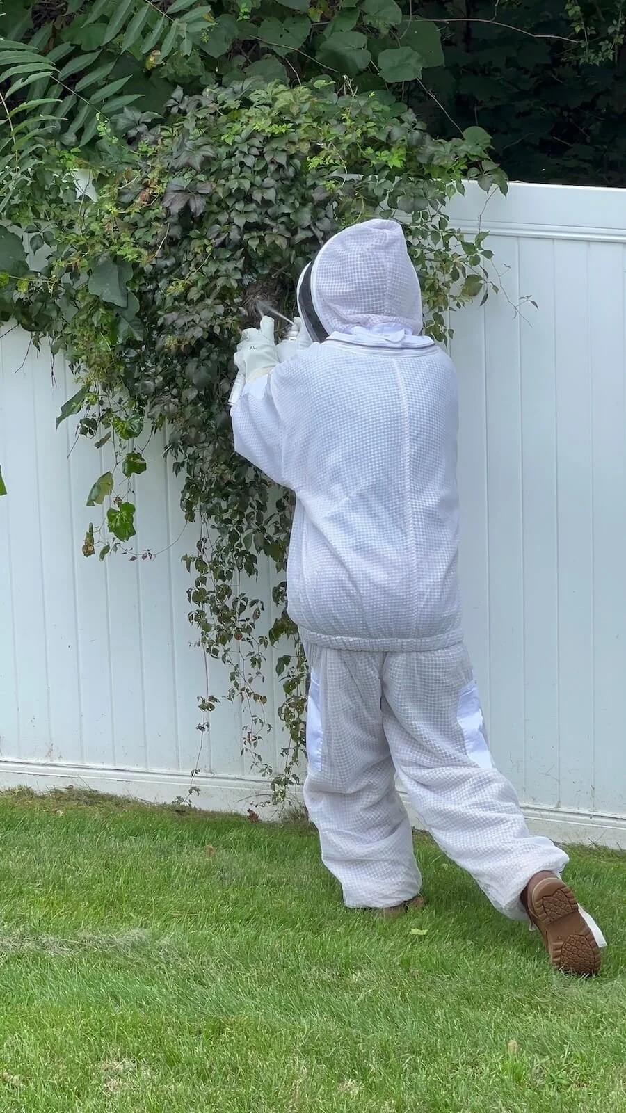 Person dressed in white protective suit, gloves, and face mask removing a hornet nest from a bush in Grafton, MA backyard.