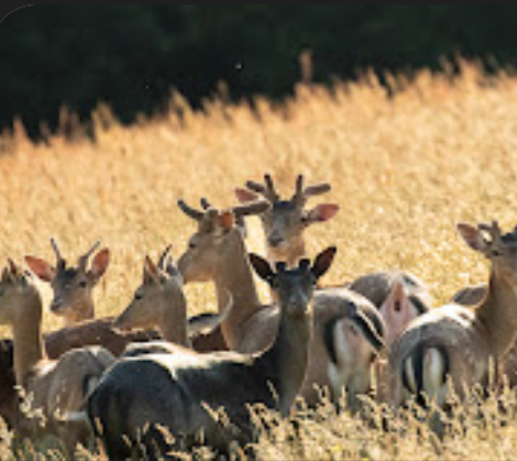 Screenshot_20250211-183804 (1).png