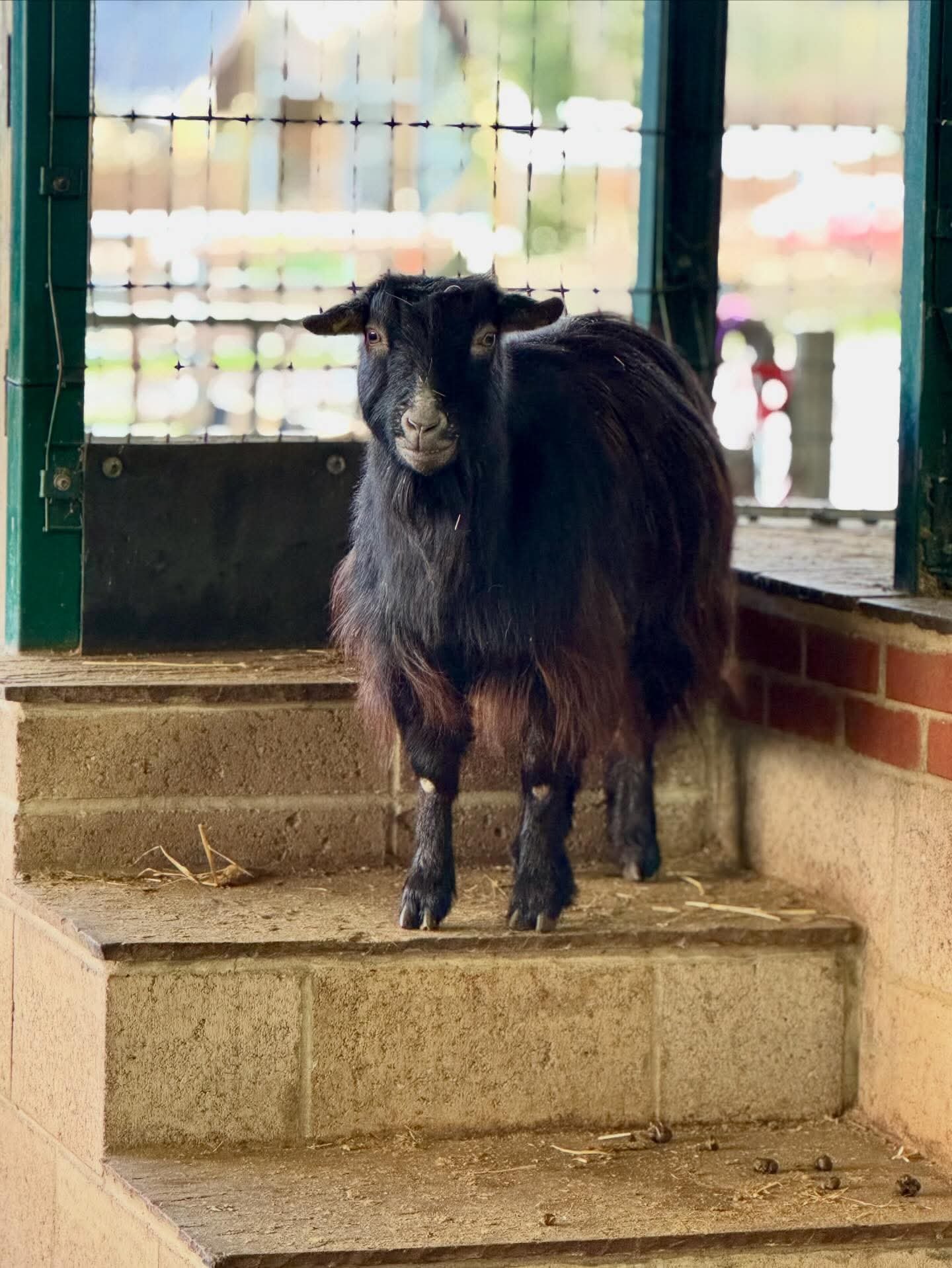 Washbrooks Family Farm