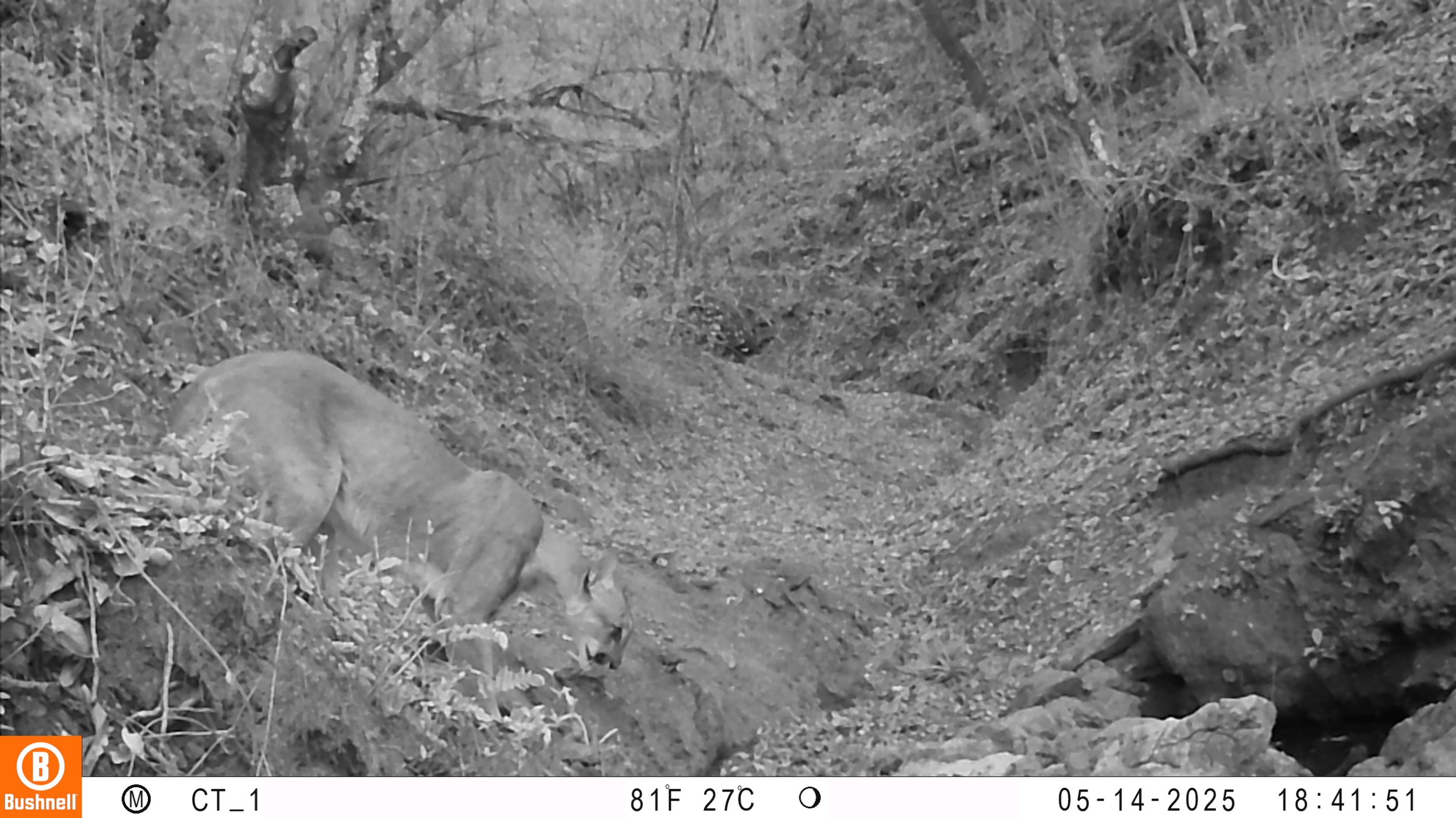 CT_1_Puma concolor.jpeg