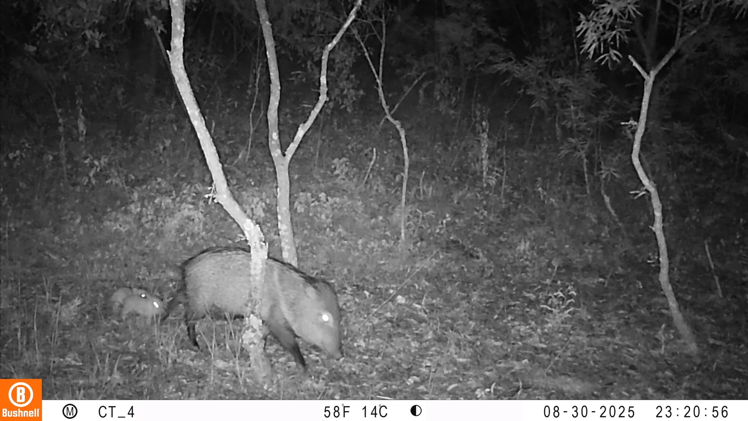 CT_4_Dicotyles tajacu.jpeg