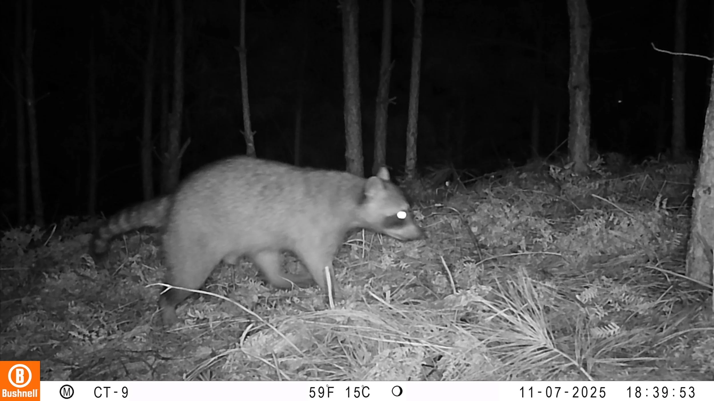 CT_9_Procion lotor.jpeg