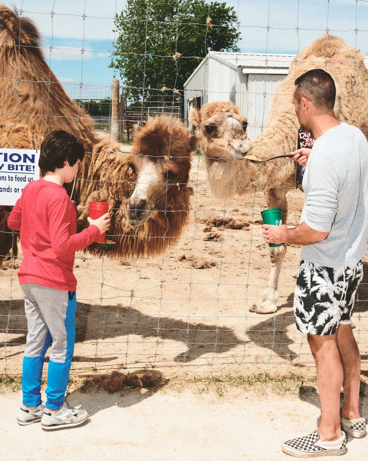 Documentary flash photography of a man and a boy feeding camels at a zoo in NYC, with the boy and the man holding a green cup, both offering food to the camels through a wire fence, they are being photographed by Madivan Studios..