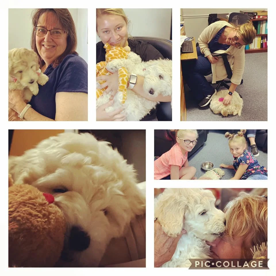 Collage of six photos featuring a white puppy with fluffy fur, young girls, and women interacting with the puppy in various settings.