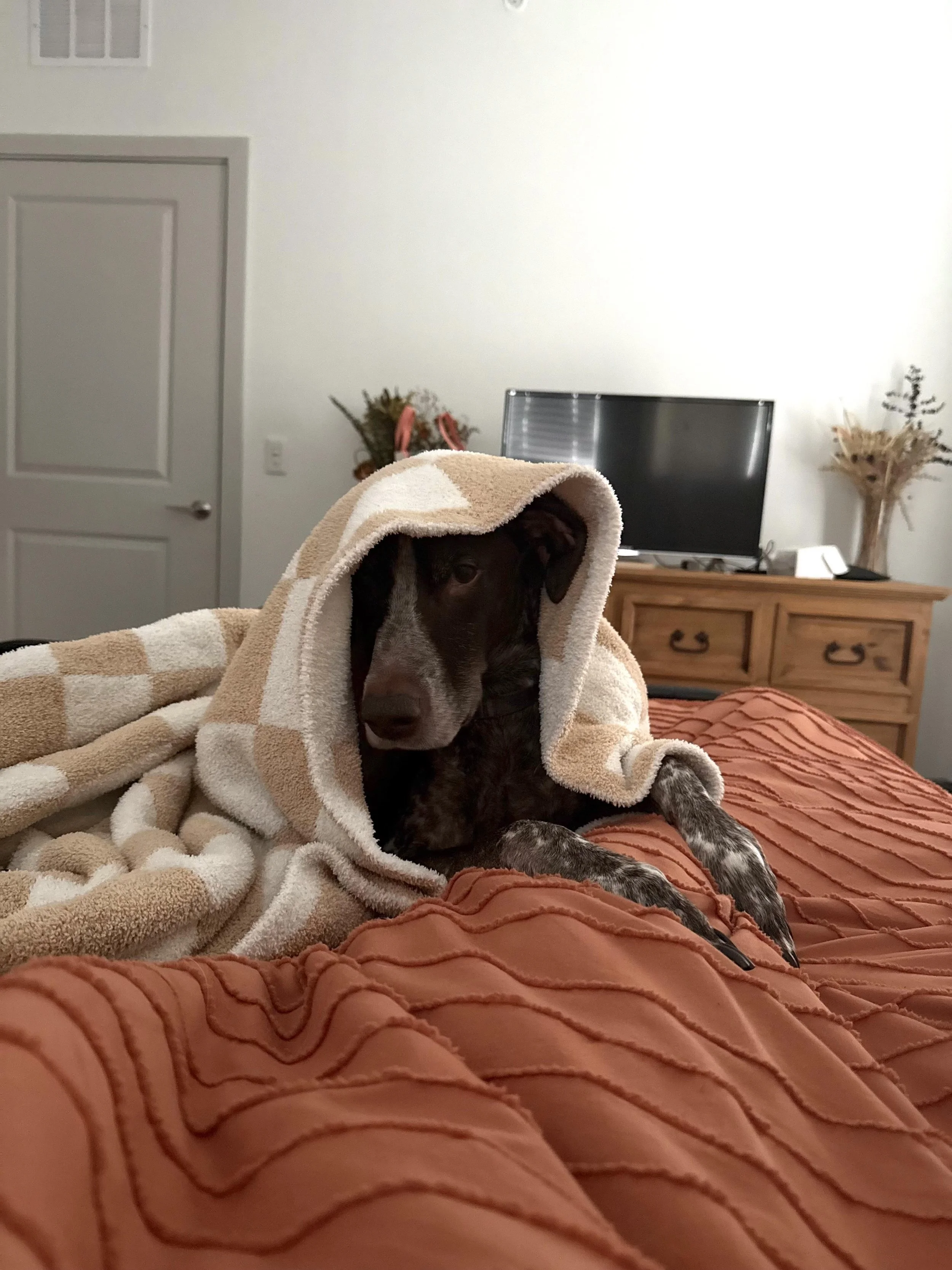 Beau 2.jpg