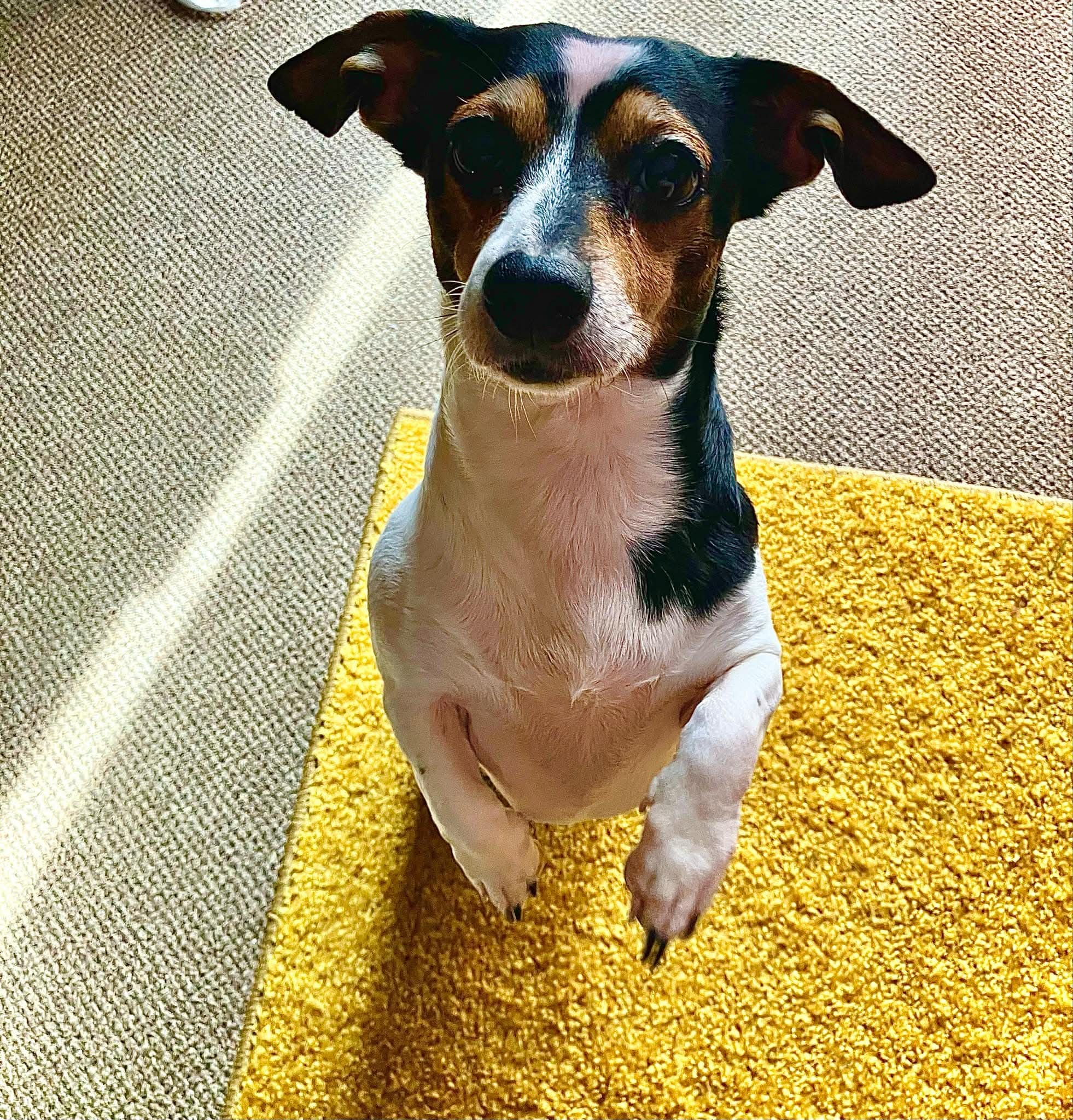 Daisy