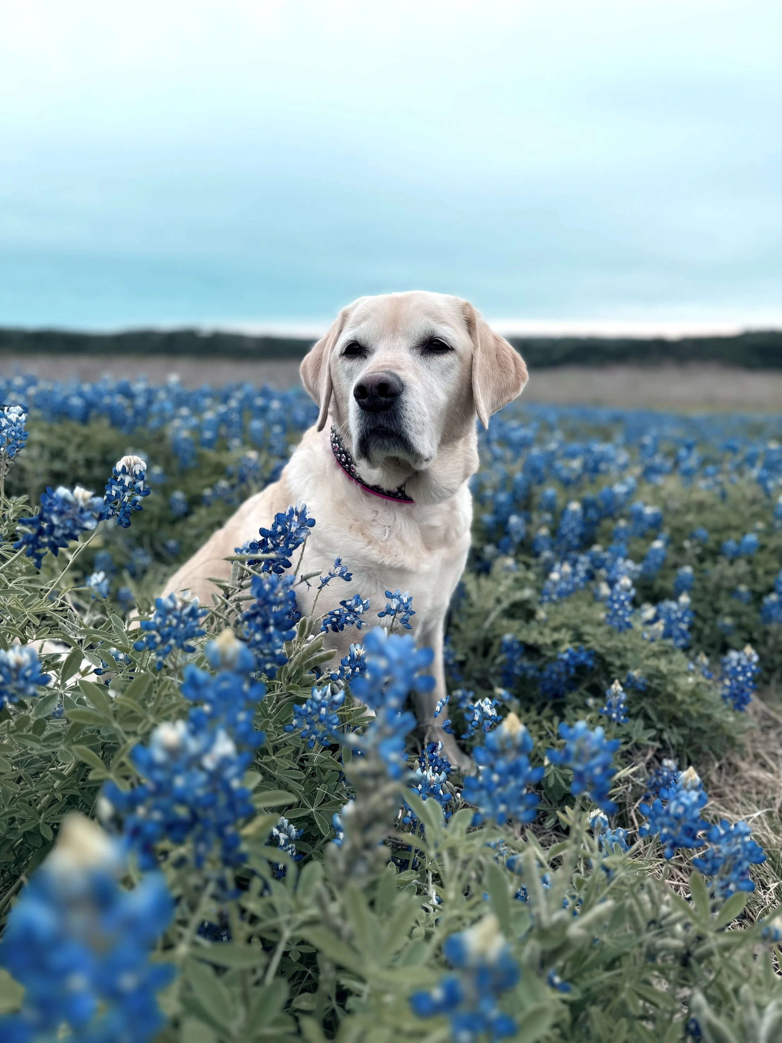 Nala