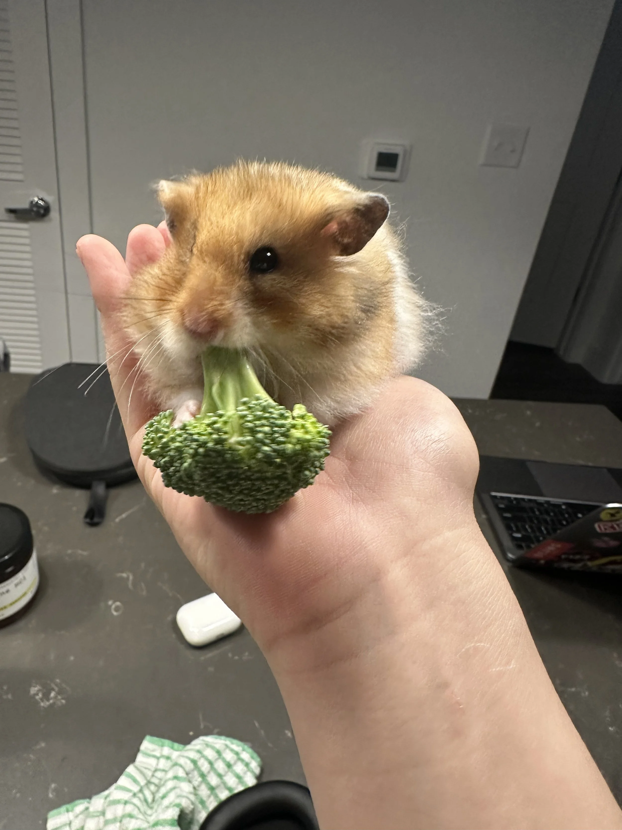 Gus