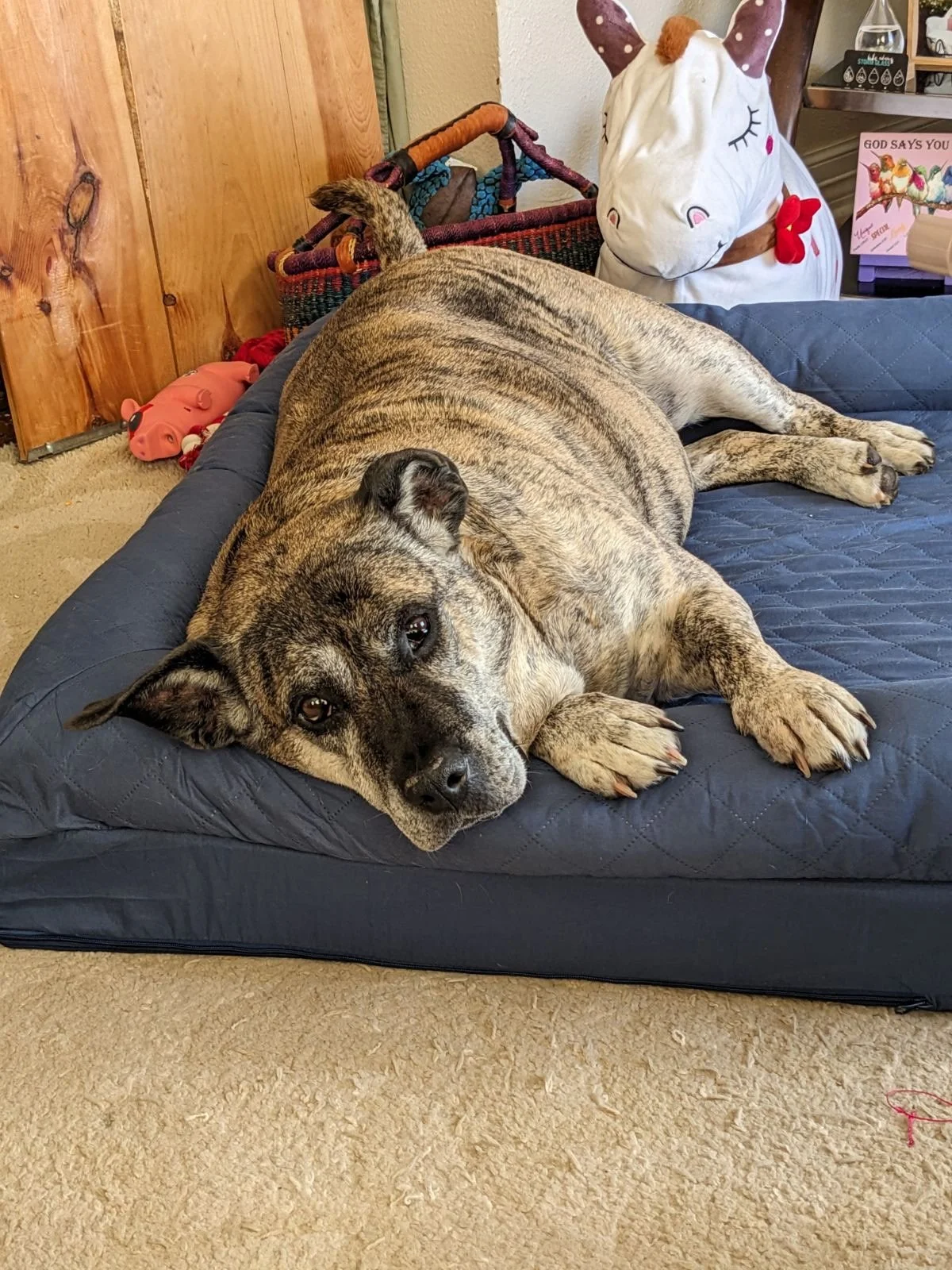 Gigi