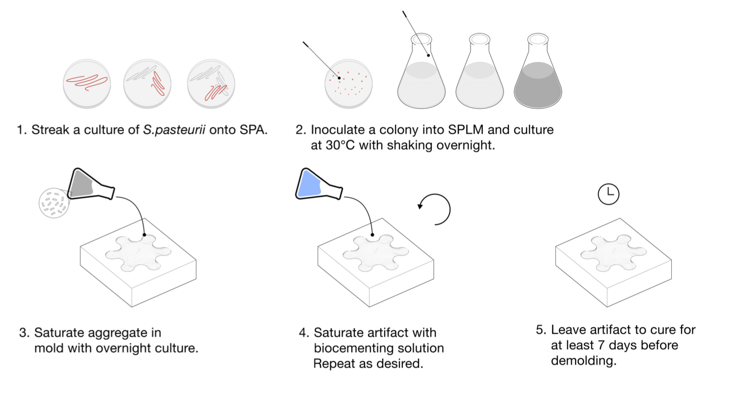 Biocement Fabrication Protocol