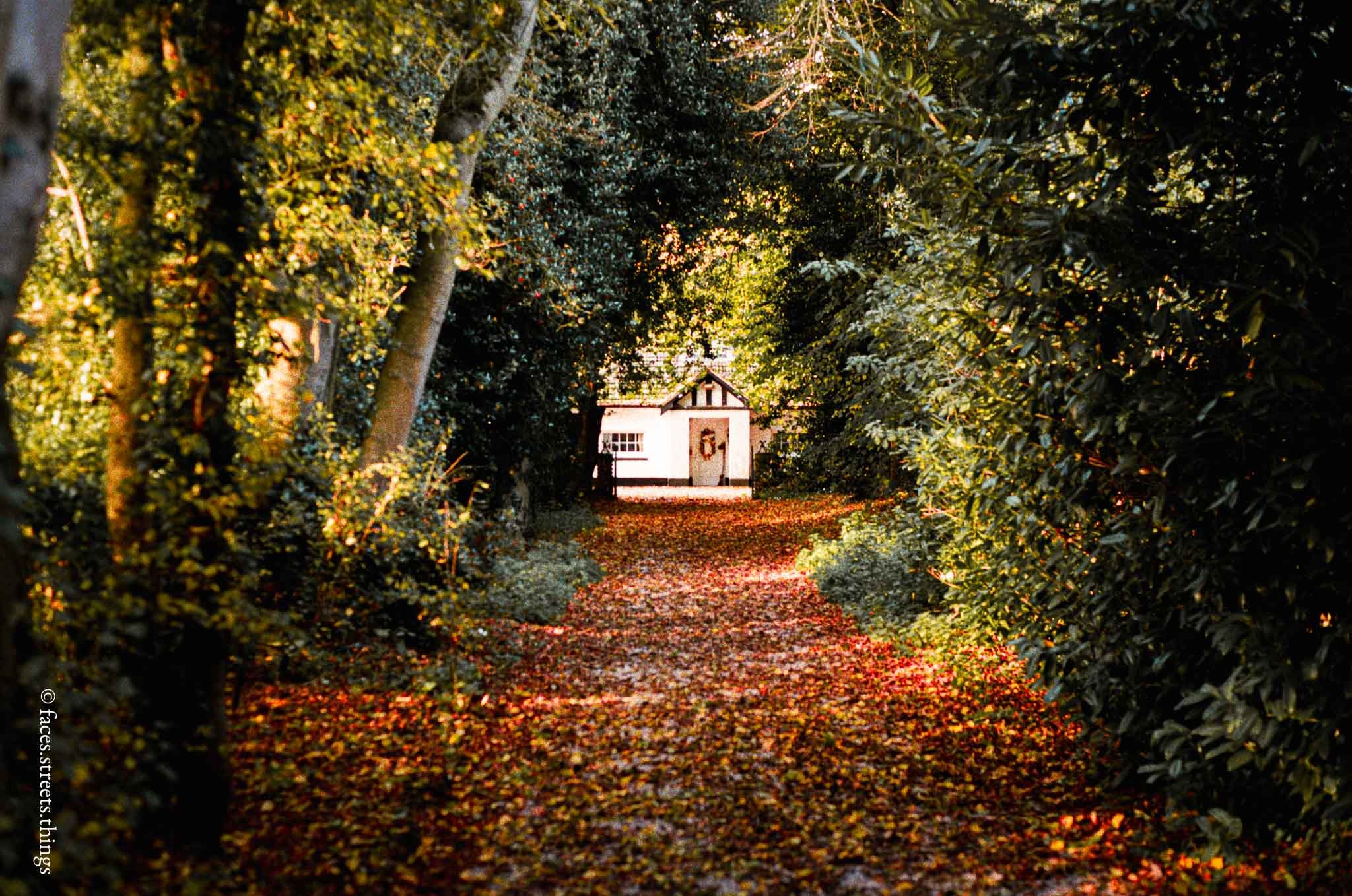leaves that fall