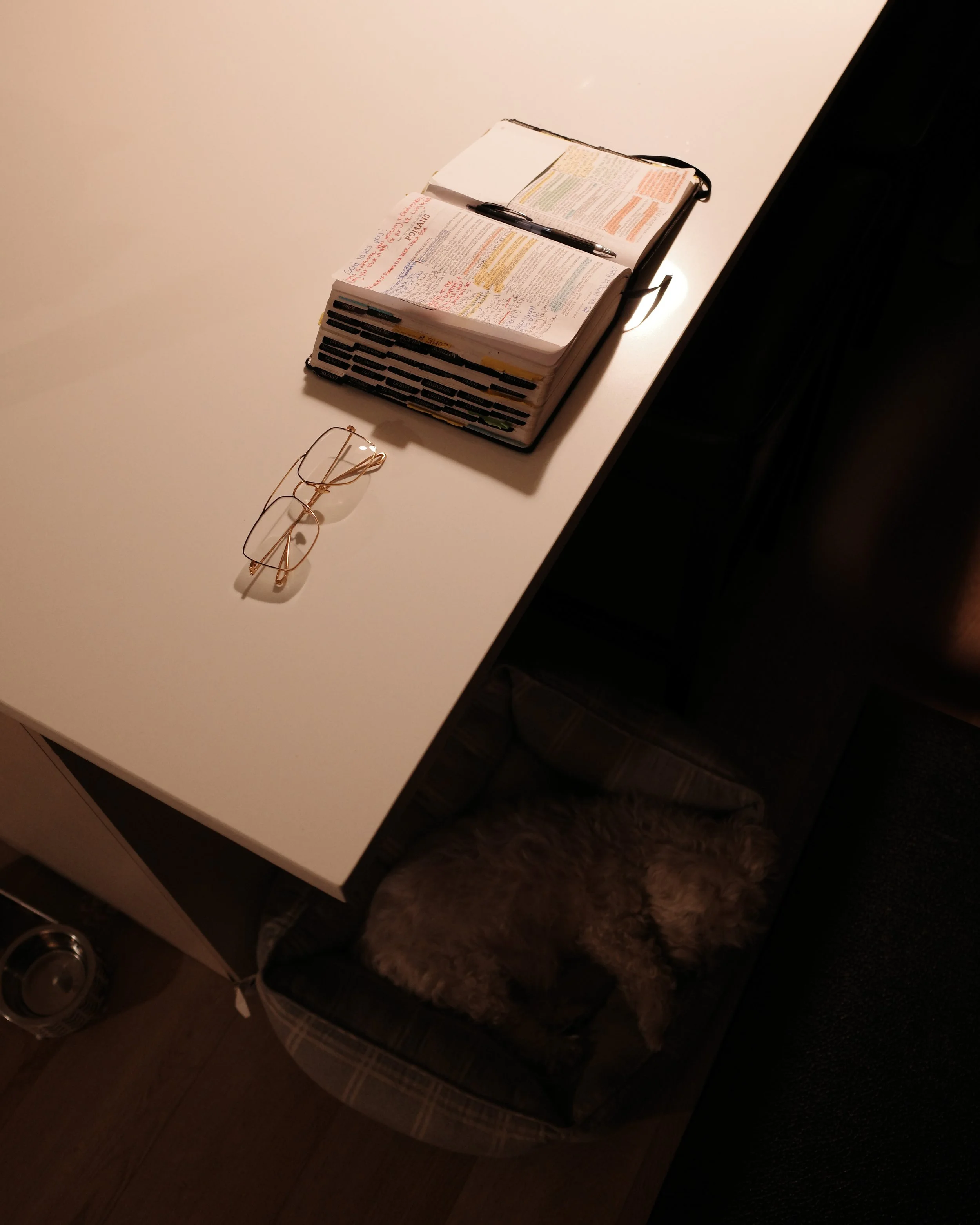 Rocky in bed and bible on counter.jpg