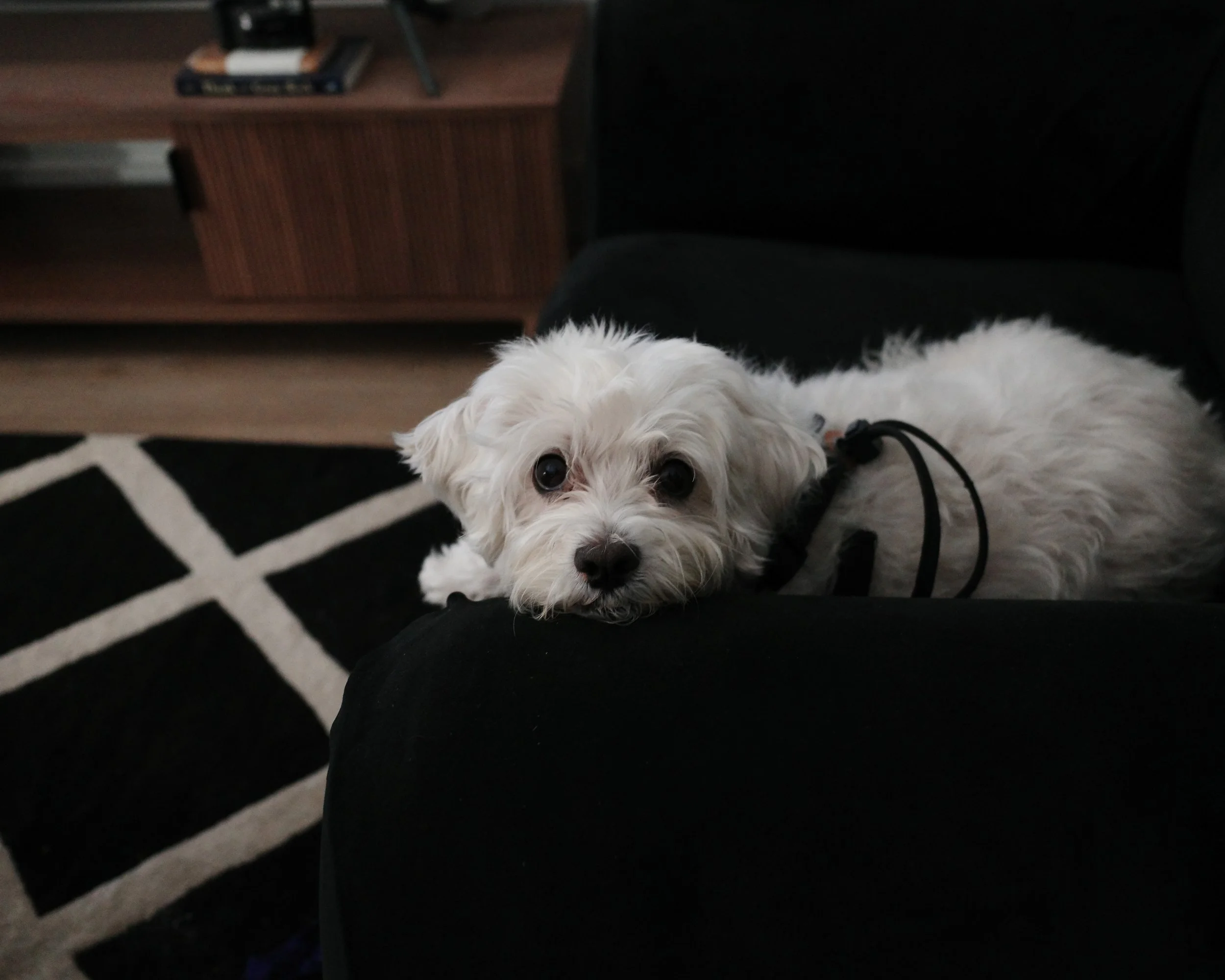 rocky on chair so cute.jpg