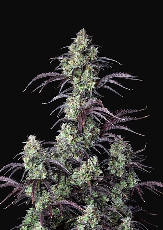 Mimosa Feminized - Photo